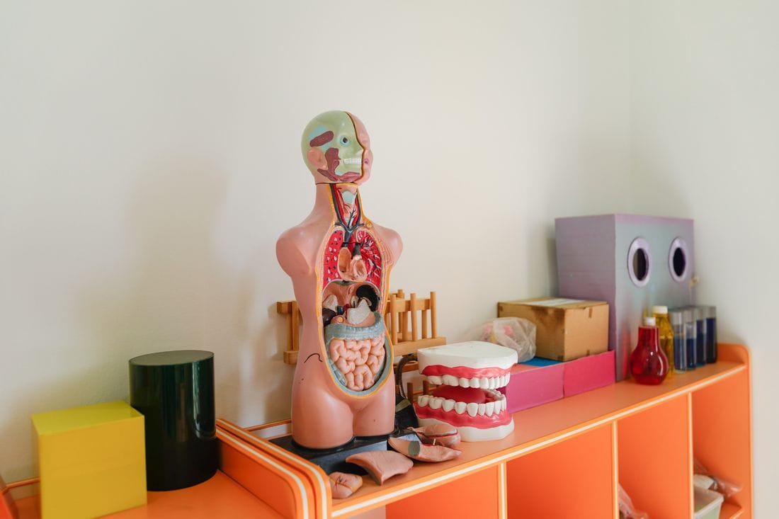 Science corner with a human body model and teeth model